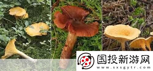 老牛嫩草一二三產品區別蘑菇視頻：1.-老牛嫩草：揭秘蘑菇視頻的獨特風味與營養