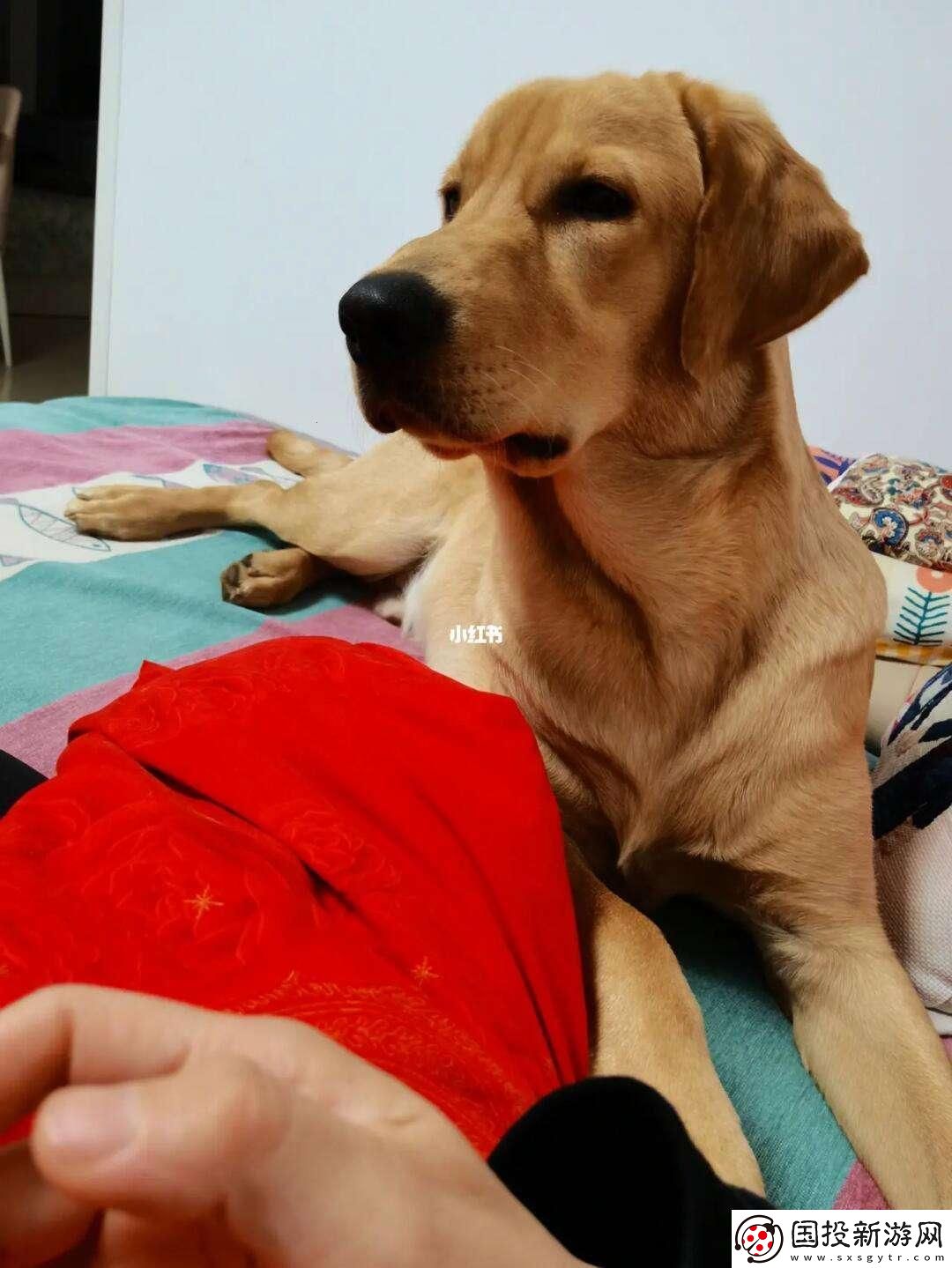 “狗老公”帶“拉婆婆”一起貼吧-網(wǎng)民熱議：幽默背后藏著科技新潮流！